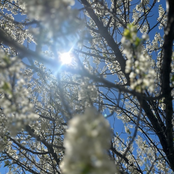 About Lyla - Picture 2 of 4